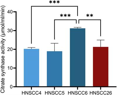 Human papillomavirus-associated head and neck squamous cell carcinoma cells rely on glycolysis and display reduced oxidative phosphorylation